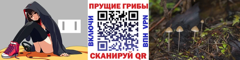 Галлюциногенные грибы Psilocybe  купить наркотики цена  Константиновск 